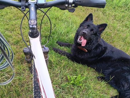 Hilfe für Tiere in Not Lass uns Freunde werden