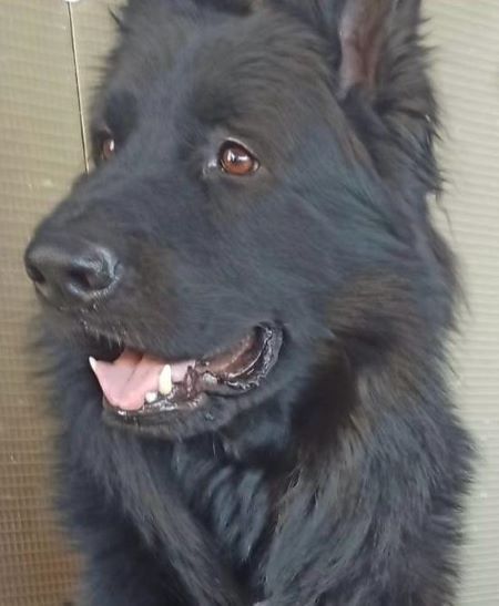 Hilfe für Tiere in Not Streichle mich und Du bist entspannt